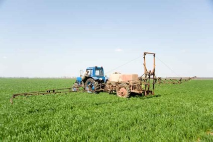 Top-dressing de grâu cu iarna în primăvara, toamna, carbamide - rata de aplicare