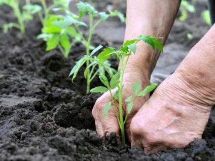 Tomate de miros de zmeură - o varietate de creștere în seră și grădină de legume