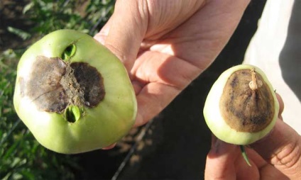 Tomate de miros de zmeură - o varietate de creștere în seră și grădină de legume