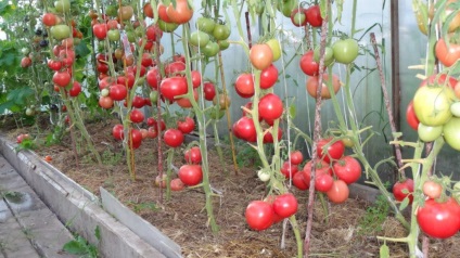 Tomate de miros de zmeură - o varietate de creștere în seră și grădină de legume