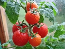 Roșiile într-o tomată de cultivare într-o seră