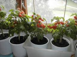 Roșiile într-o tomată de cultivare într-o seră