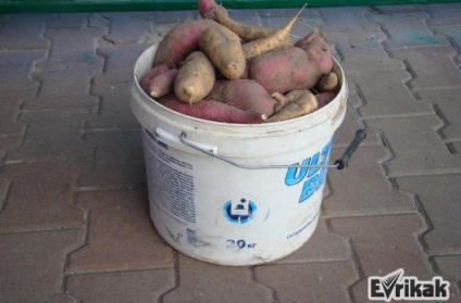 Plantarea recomandărilor pentru cartofi dulci pentru creștere
