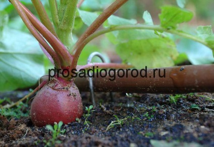 Plantarea de ridiche sub tehnologia de iarnă de creștere în seră și de depozitare a legumelor rădăcină, fotografii și clipuri video