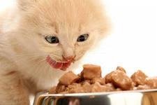 Hrănirea corectă a pisicilor