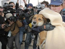 Reprezentanți ai felinelor care nu se tem de apă