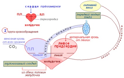 Soparla