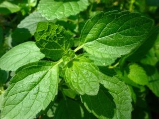 Motherwort с импотентност - свойства и рецепти