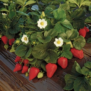 Răsaduri de căpșuni cum să alegeți un soi atunci când se plantează semințe și alte sfaturi utile pentru creștere