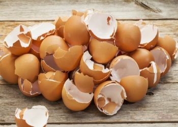 Răsaduri în coaja de ouă, precum și ce trebuie să faceți în continuare