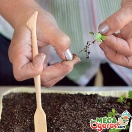 Reproducerea semințelor de căpșuni prin cele mai bune soiuri și reguli de creștere