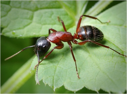 Permiteți copiilor să ucidă insecte