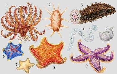 Rezumat privind biologia pe tema echinodermelor, platforma de conținut