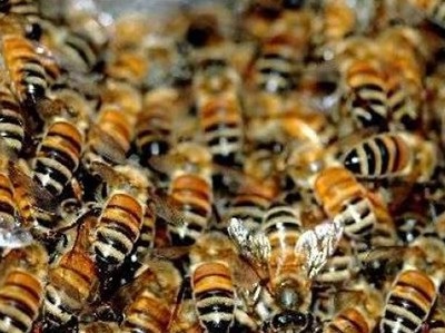 Tinktúrák receptek a méhek víz alatt otthon