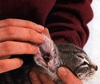 Rezultatele căutării - how to clean your nose - cat