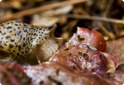 A legtöbb toothy állatok