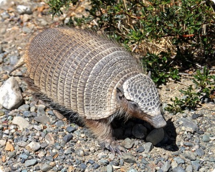 A legtöbb toothy állatok