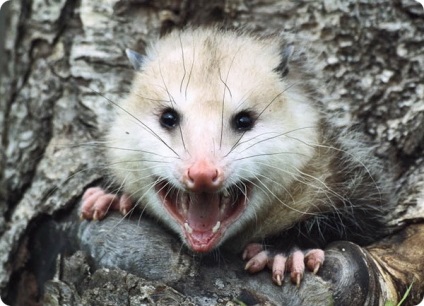 A legtöbb toothy állatok