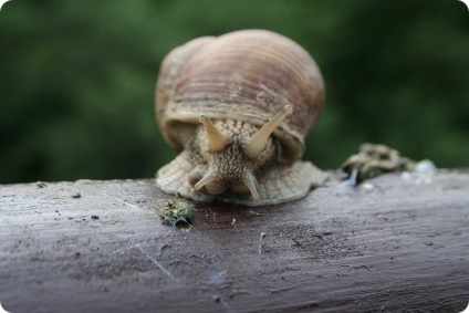 A legtöbb toothy állatok