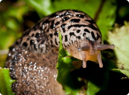 A legtöbb toothy állatok