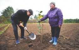 Cea mai fiabilă modalitate de a învinge phytophthora