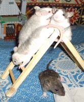 Jucării de casa pentru șobolani