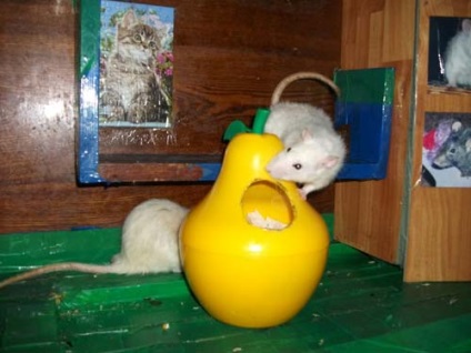 Jucării de casa pentru șobolani
