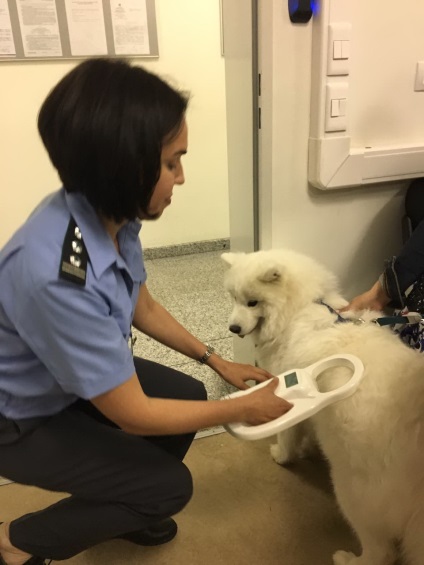 Samoyed Willie a plecat în Finlanda - știri din Petersburg - control public