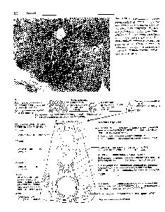 Granule secrete - ghidul chimistului 21