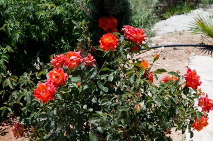 A Troodos szívében, a golfstrim turisztikai ügynökségében, Ulyanovszkban