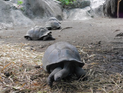 Seychelles, insula La Digue