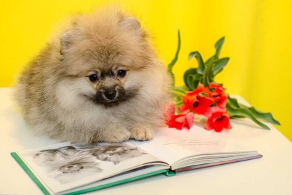 Spitz este un personaj tip Pomeranian, de antrenament, fapte utile și interesante