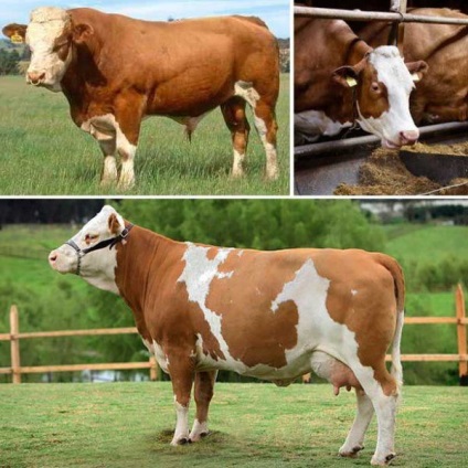 Rasă simplă de vaci, boală, nutriție și îngrijire, reguli de reproducție și fotografii