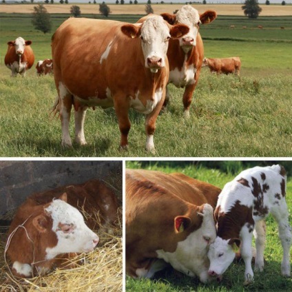 Simmentális tehenek, betegségek, táplálkozás és gondozás, tenyésztési szabályok és fotók