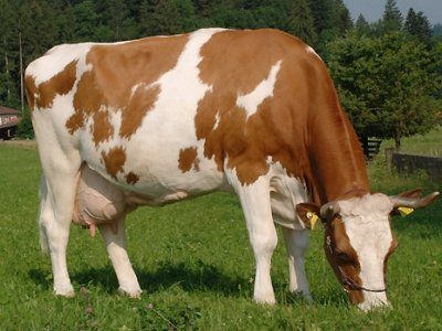 Rasă simplă de vaci, boală, nutriție și îngrijire, reguli de reproducție și fotografii