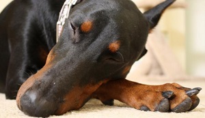 Sindromul Vobbler la câini (spondimelopatia) - simptome și tratament în Moscova