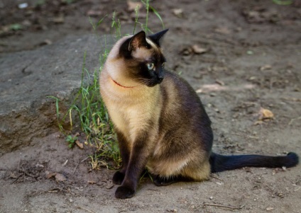 Natura fabuloasă a canionului Denishi (ucraina, regiunea Jitomir)