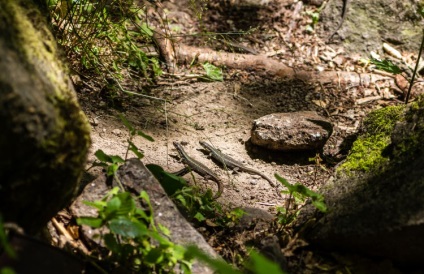 Natura fabuloasă a canionului Denishi (ucraina, regiunea Jitomir)