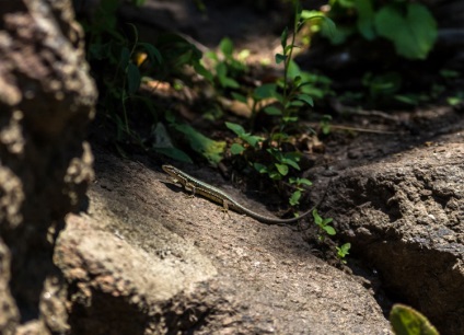 Natura fabuloasă a canionului Denishi (ucraina, regiunea Jitomir)