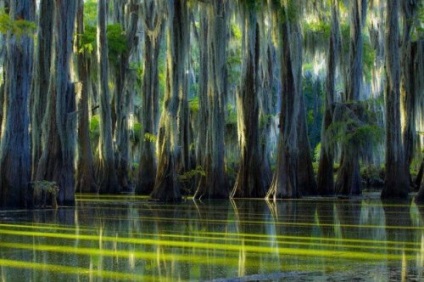 Peisaje extraordinare din pădurile de chiparos ale lacului caddo (22 fotografii)