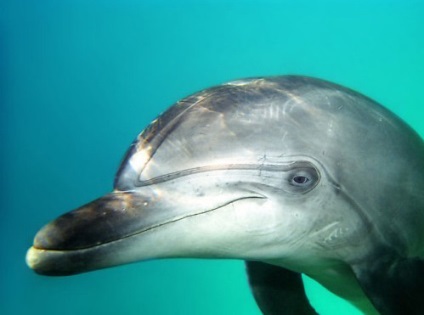 Câți ani trăiesc delfinii