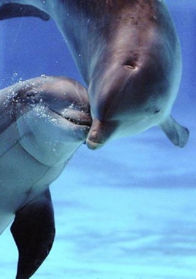 Câți ani trăiesc delfinii