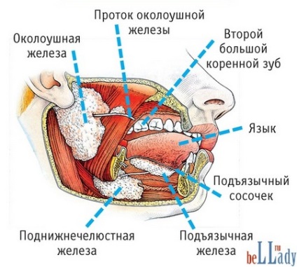 Glanda mucoasă