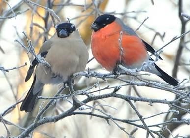 Bullfinch (descrierea unei păsări pentru copii), rapoarte