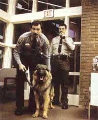 A kutyák a legtöbb fogazott zsaruk, a k-9, a szervizkutyák, a drogkereskedők, a kábítószerek, a német juhász