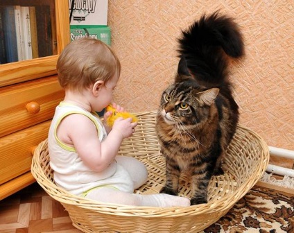 Conținutul pisicilor copiilor, protecția pisicilor, pisicile sufla zvonurile copiilor, îi învață pe copii să aplice pisica