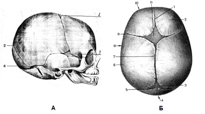 Conexiuni ale oaselor craniului - stadopedia