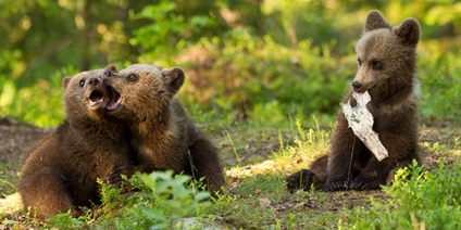 Puii de visori la ceea ce viseaza ursii de urs