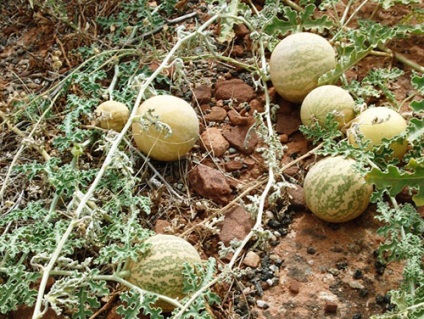 Soiuri de pepeni verzi cu alb, ananas, negru, galben, marmură, video