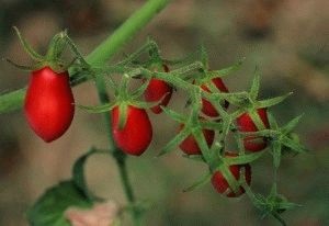 Tipuri de roșii pentru sere, care este mai bine să plantezi, o zi de vară